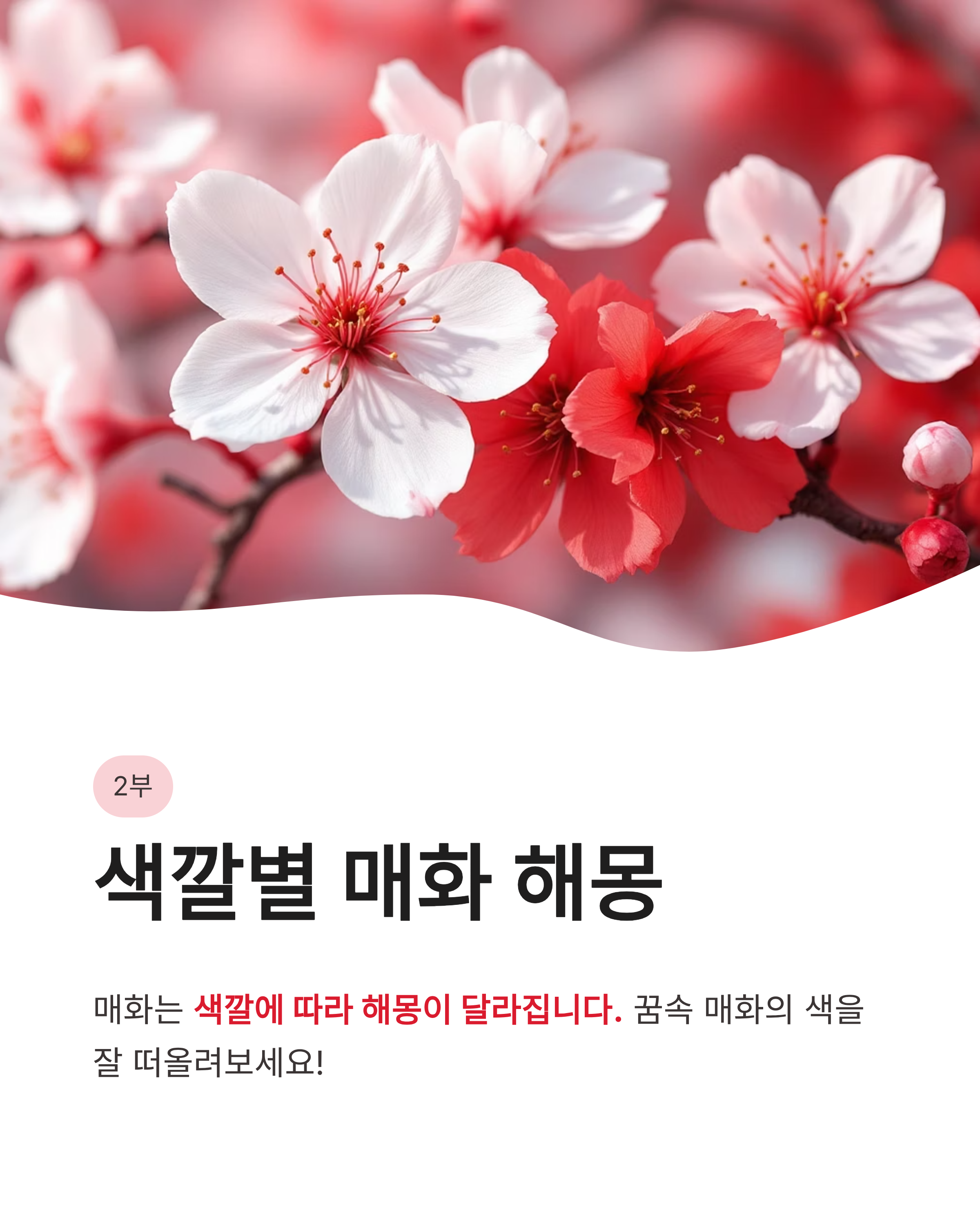 🌸 매화 꿈 해몽 , 하얀 매화꿈, 색깔별 매화꿈, 매화 태몽꿈 완벽정리