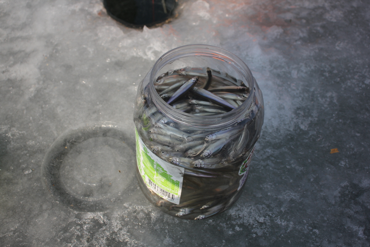 강화 신선지 빙어 축제