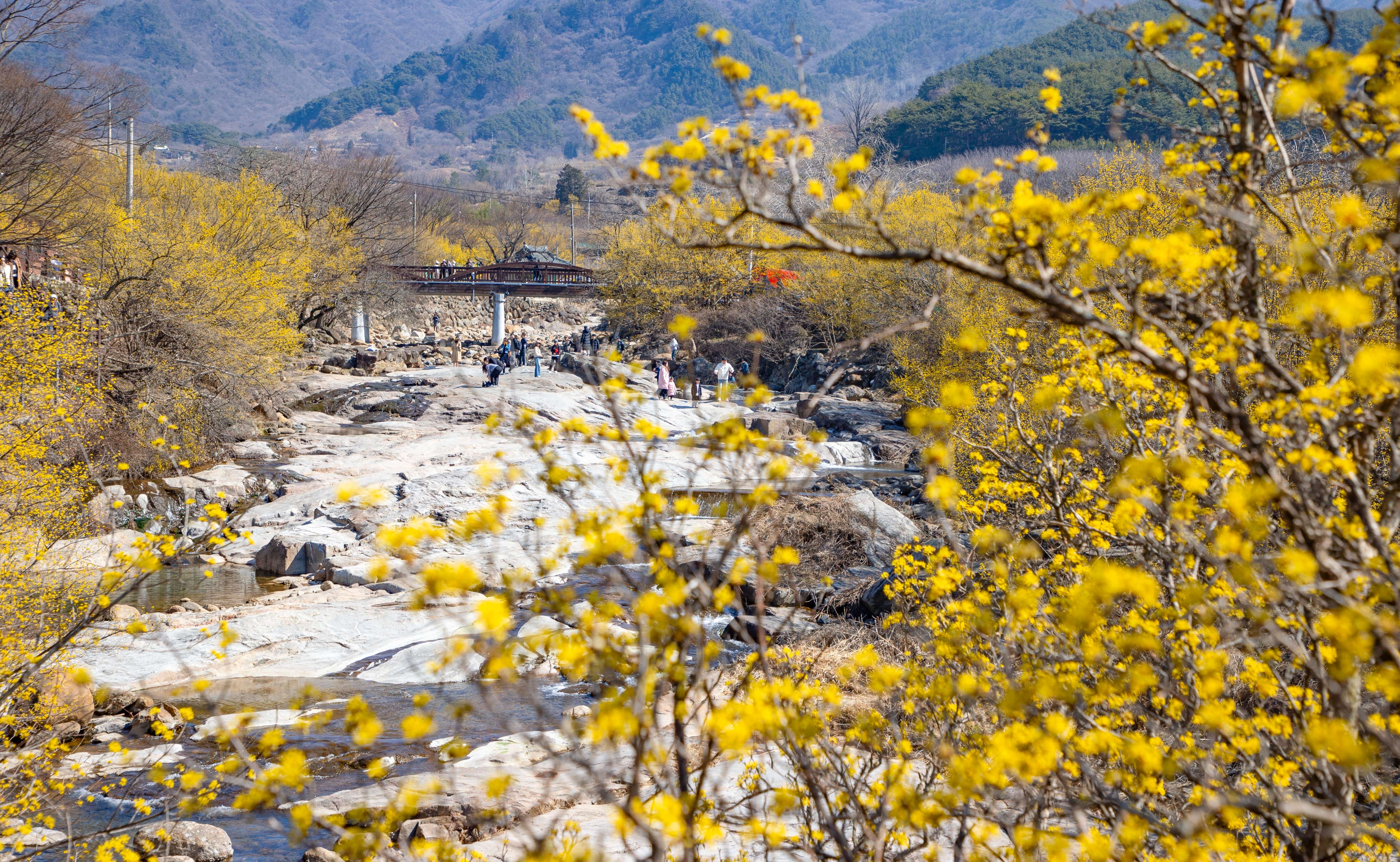구례 산수유축제 주차장 및 교통편 총정리