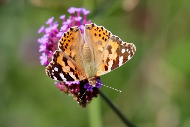 예수님의 십자가 구레네 사람 시몬의 이야기_7