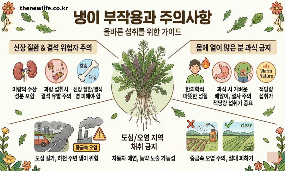 냉이 효능과 함께 섭취 시 주의해야 할 부작용을 설명하는 이미지