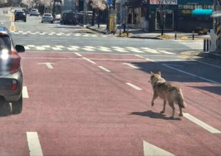 오월드 늑대 탈출 대전 시내 네거리서 목격