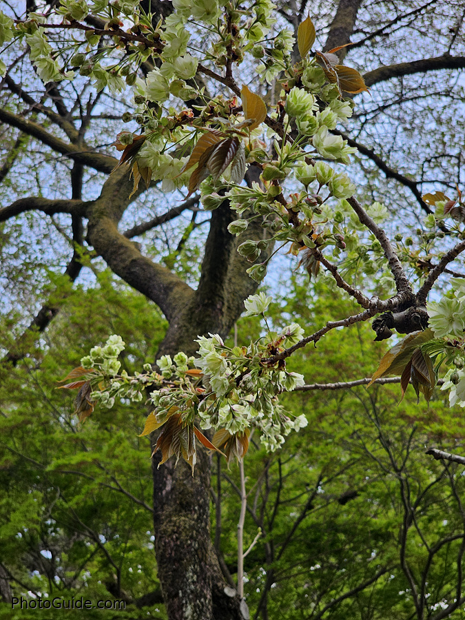 개심사 청벚꽃