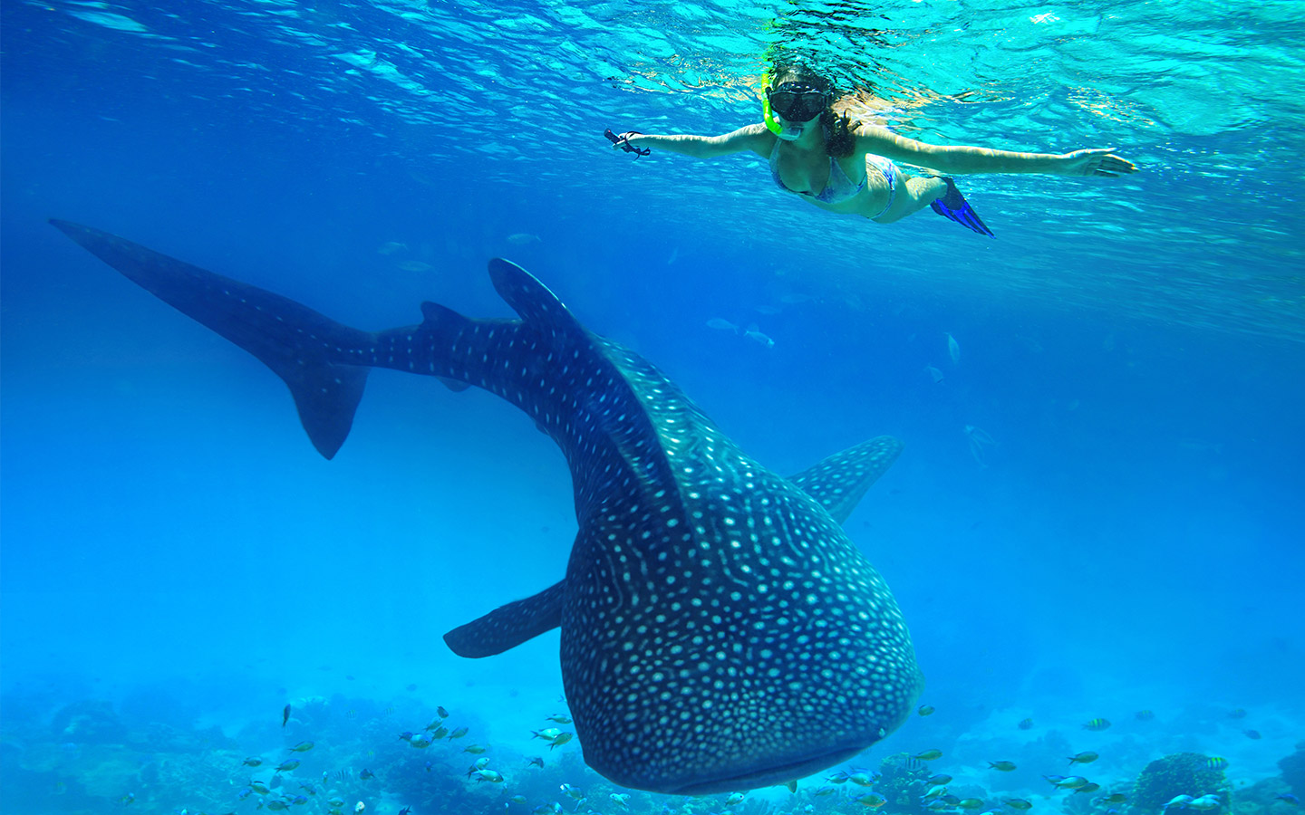 휴양과 액티비티를 동시에! 아시아 추천 여행지 (세부, 푸켓, 발리)