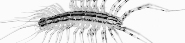 집 안, 하수도 발견