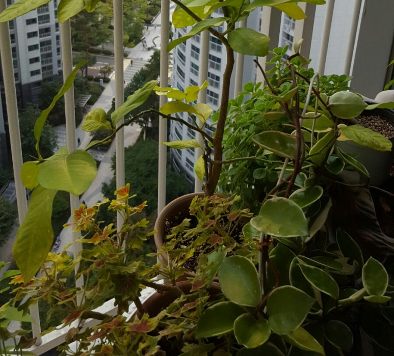 풍수식물 하트무늬