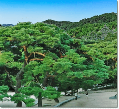 소나무