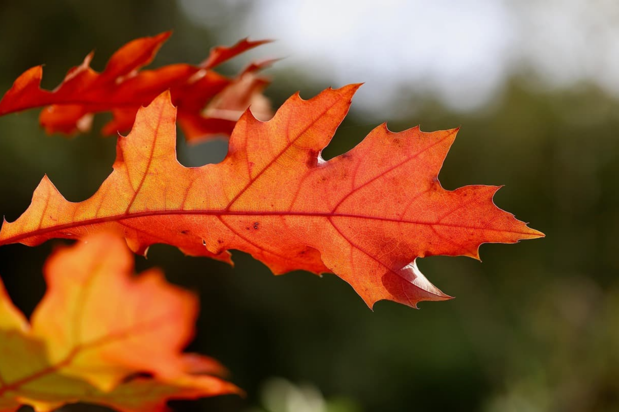 프랙탈 차원과 자기유사성(Self-similarity)