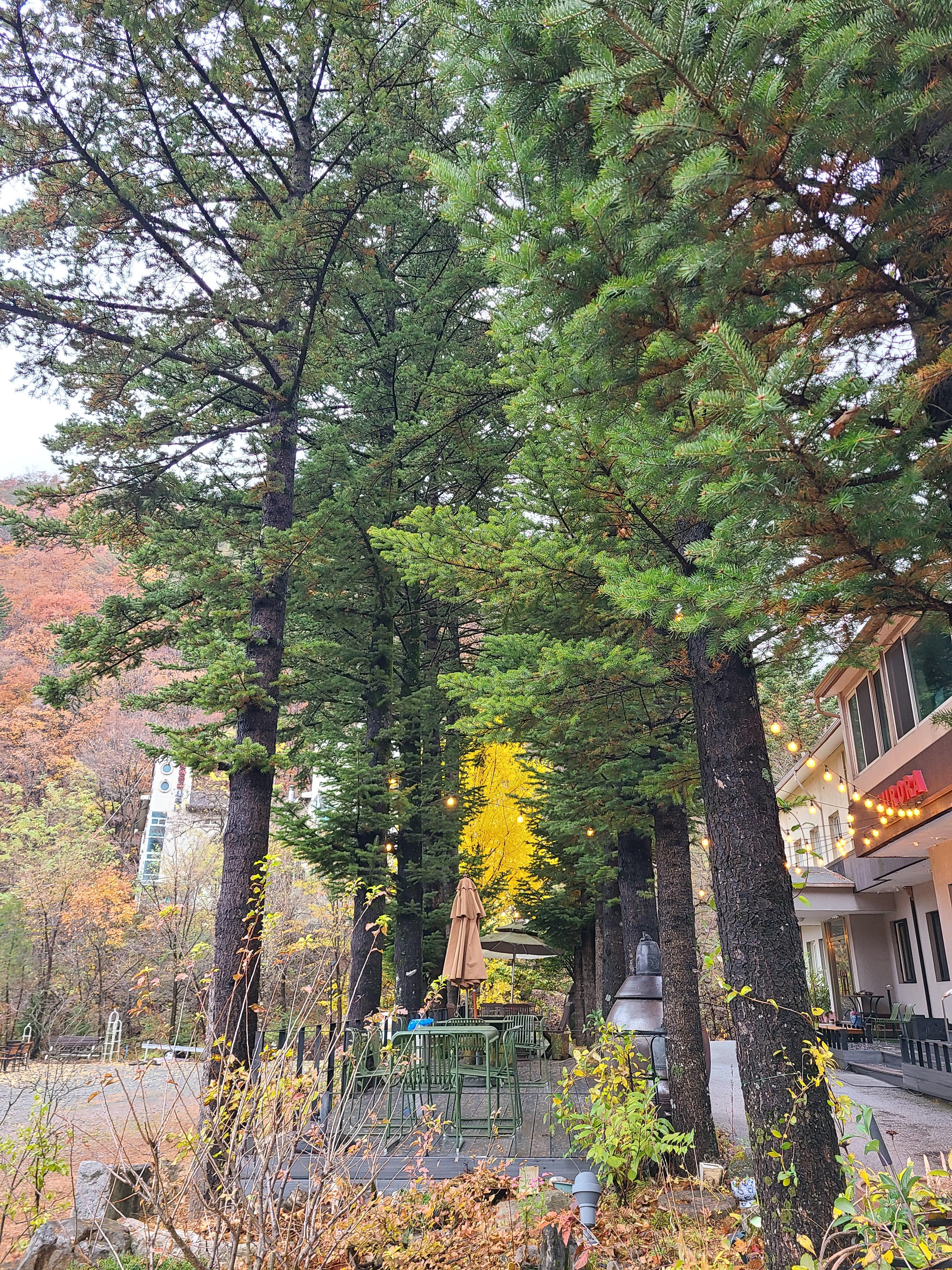 카페 아우로라 건물앞 나무들 사이의 테이블과 좌석