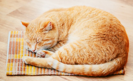 누워 있는 고양이.