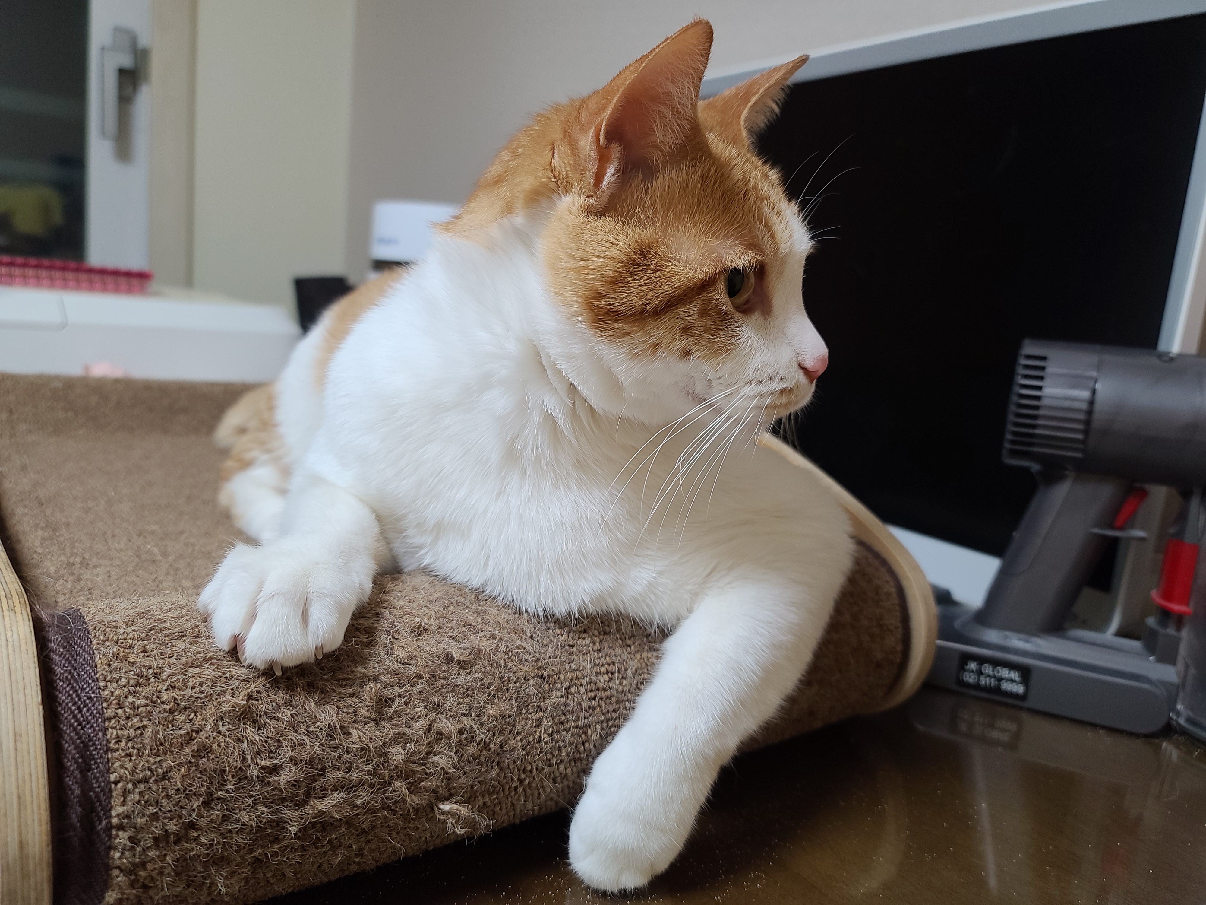 삐진 치즈냥이 막둥이 삐용