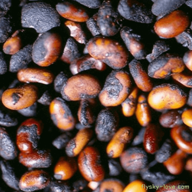 보골지, 파고지 효능