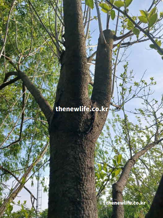 꾸지뽕 효능 GI혈당지수