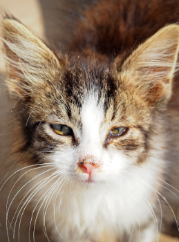 감기에 걸린 고양이.