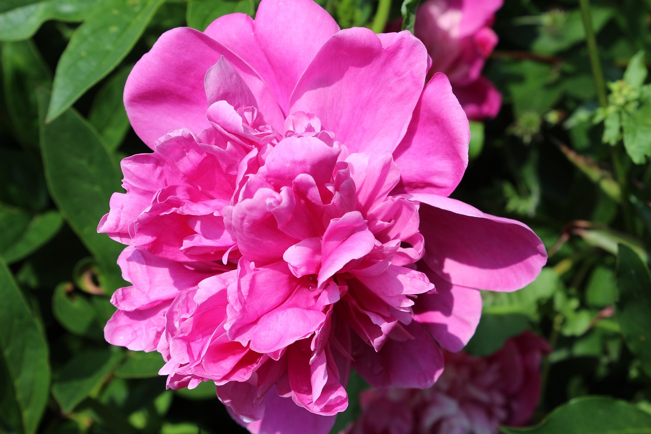 고흥 작약 꽃밭