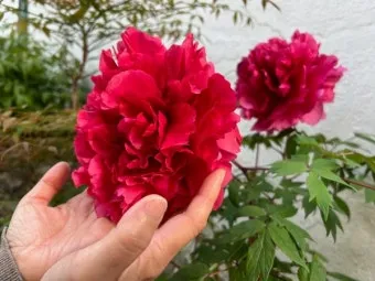 환호작약 뜻 유래 의미 기쁨 고사성어_8