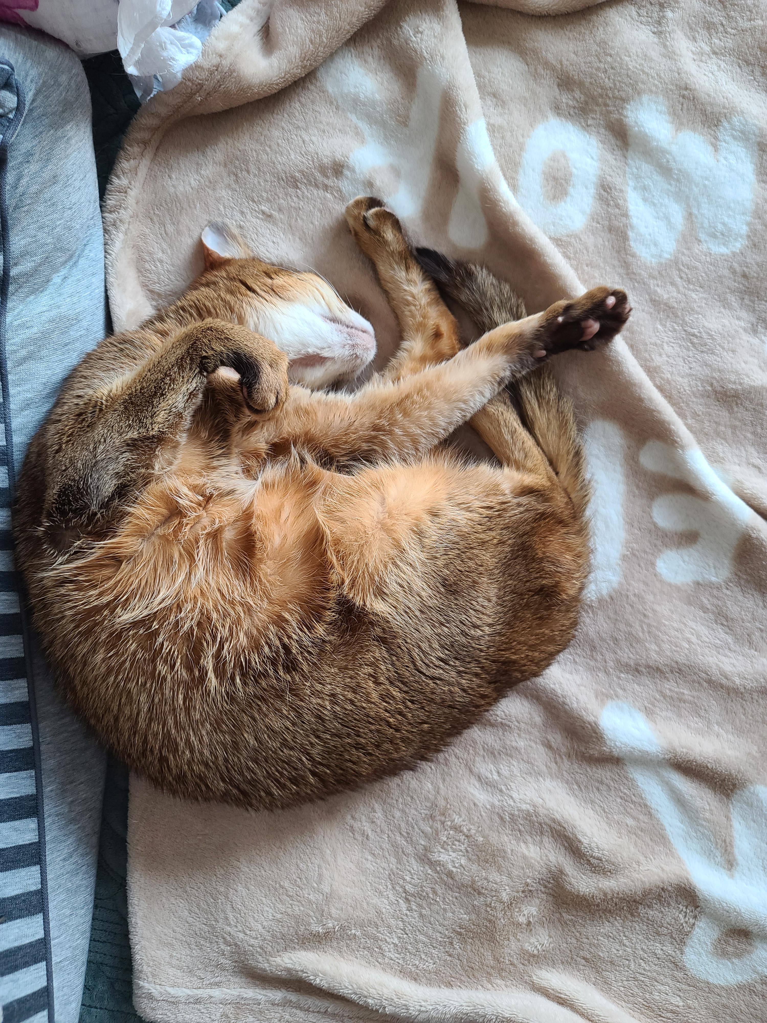 고양이들이 이러면 전기장판을 켜드려야겠죠?