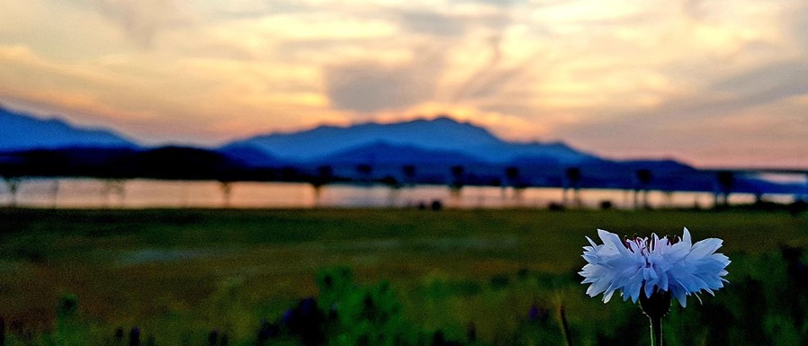 멀리 금오산이 산맥처럼 길게 보이고 석양이 지고 있는 하늘과 낙동강 다리가 보이고, 가까이 바로 앞에 들꽃이 한송이 피어 있는 사진