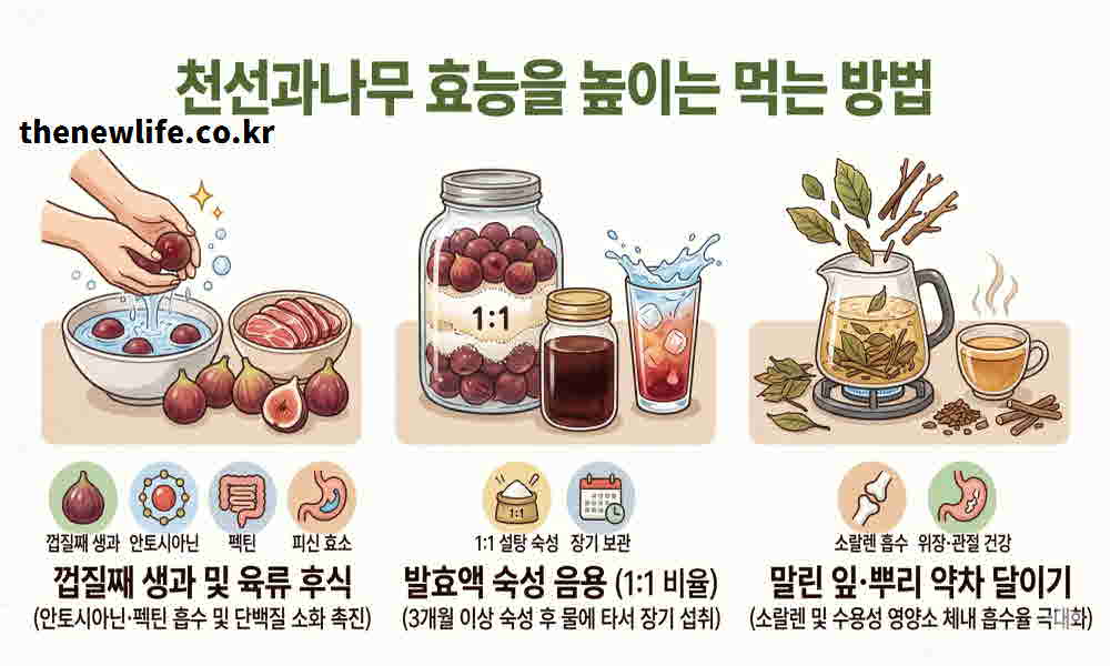 천선과나무 효능 높이는 먹는 방법