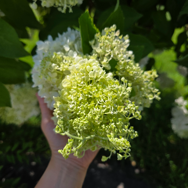 여름 수국 hydrangea, 작은 행복을 담은 일상 사진