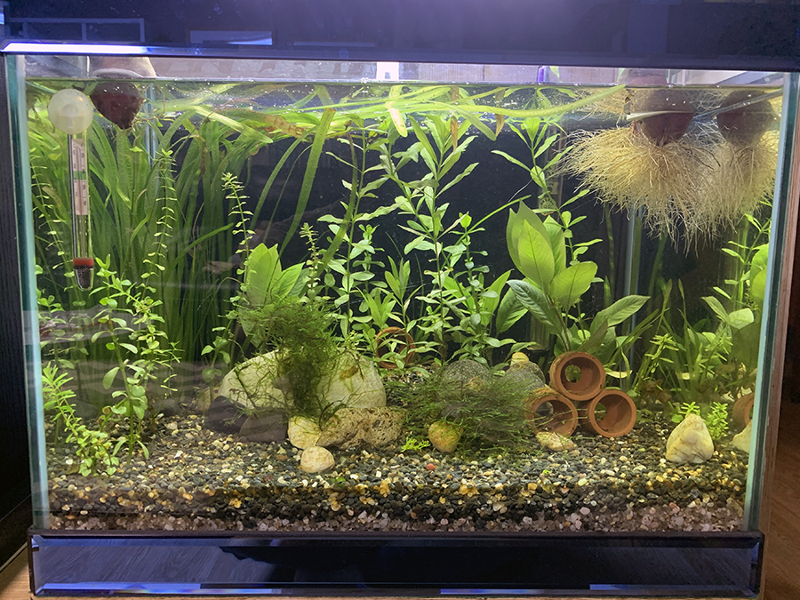 어항세팅 한달 후