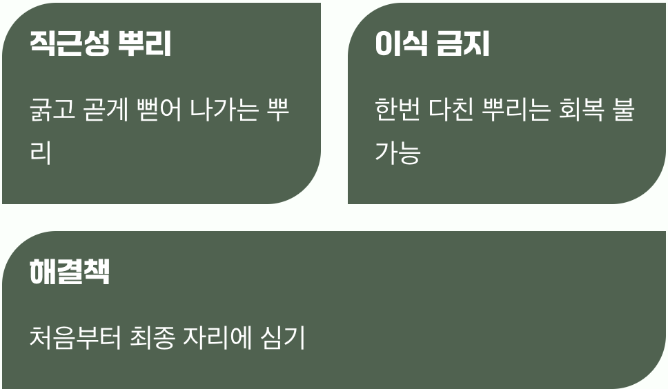 가장 중요한 약속, 옮겨심기는 싫어해요