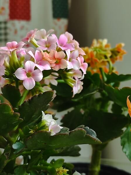 꽃이-피는-다육식물