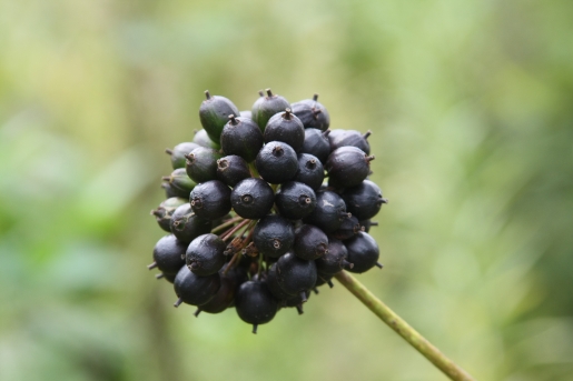 가시오갈피 열매