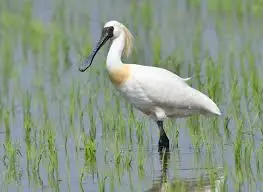 자연 생태계와 멸종 위기 동물