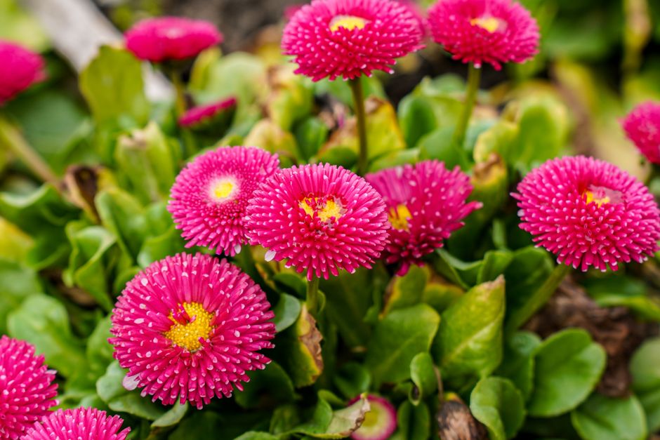 Bright pink Bellis perennis flowers in full bloom with lush green leaves.