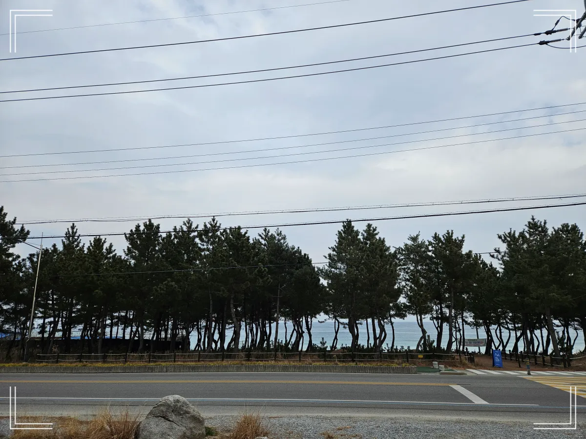 소나무-해변가-바닷길-모래사장