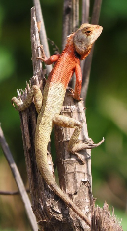 양서류 vs 파충류, 초보자에게 좋은 선택은?