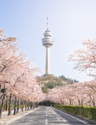 대구-이월드-83타워-벚꽃길