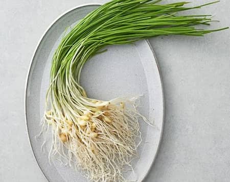 달래 &ndash; 향긋한 봄철 천연 항생제