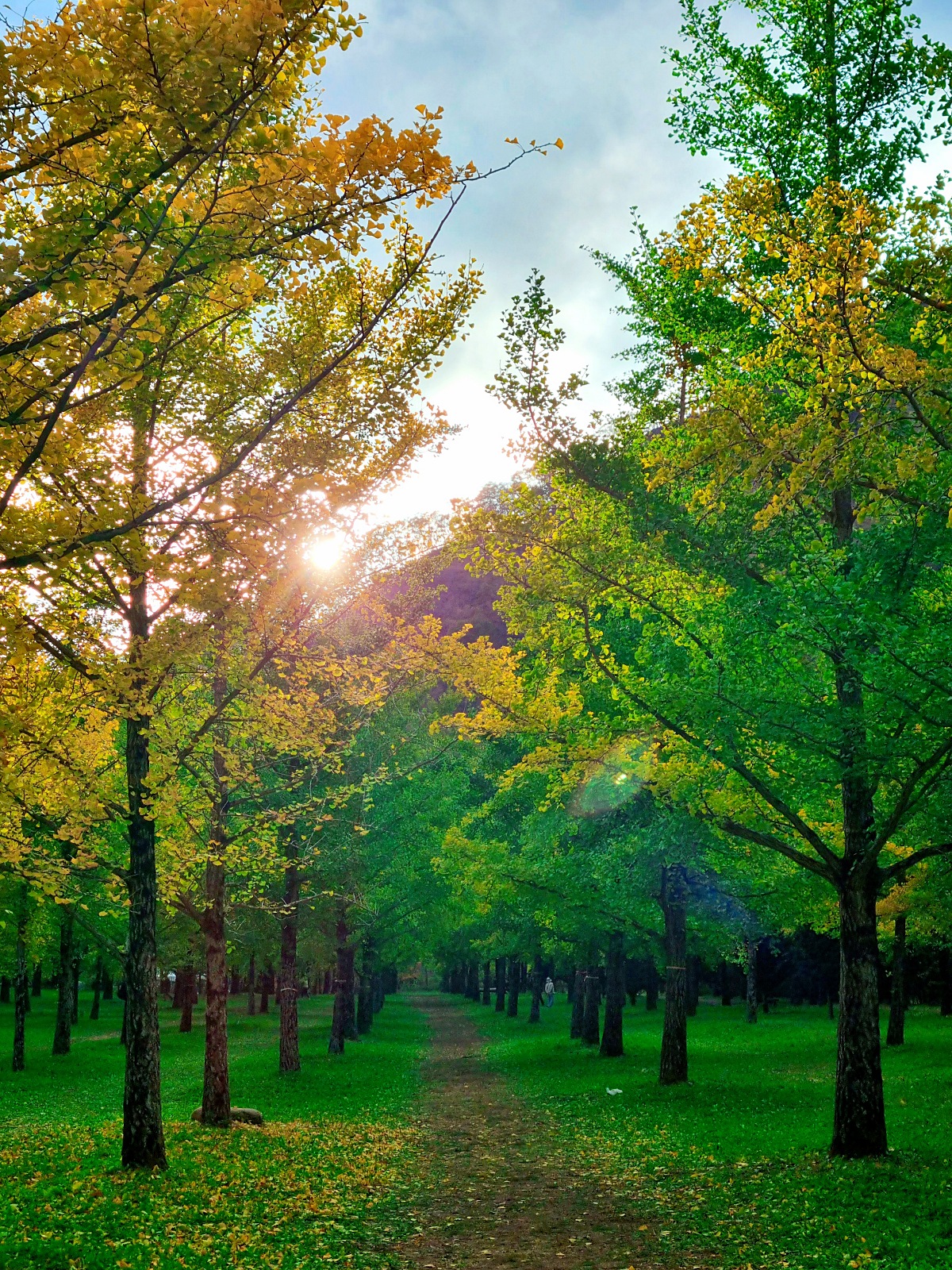 강원도 홍천 은행나무숲 방문 후기(10.23.): 단풍 확인 팁, 먹거리, 숙박