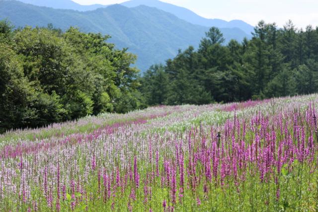 국립 백두대간수목원