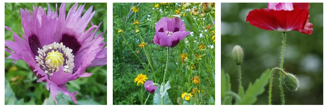 원주-용수골-꽃양귀비마을