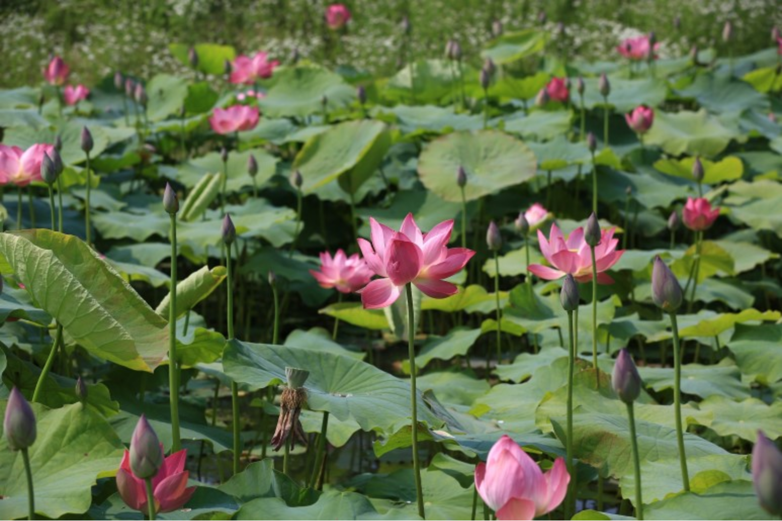 내동마을-연꽃단지