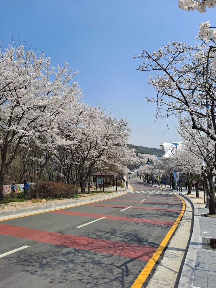 이천설봉공원벚꽃