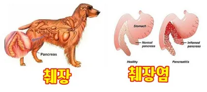 강아지 췌장암 증상 진단 치료법 안내_4