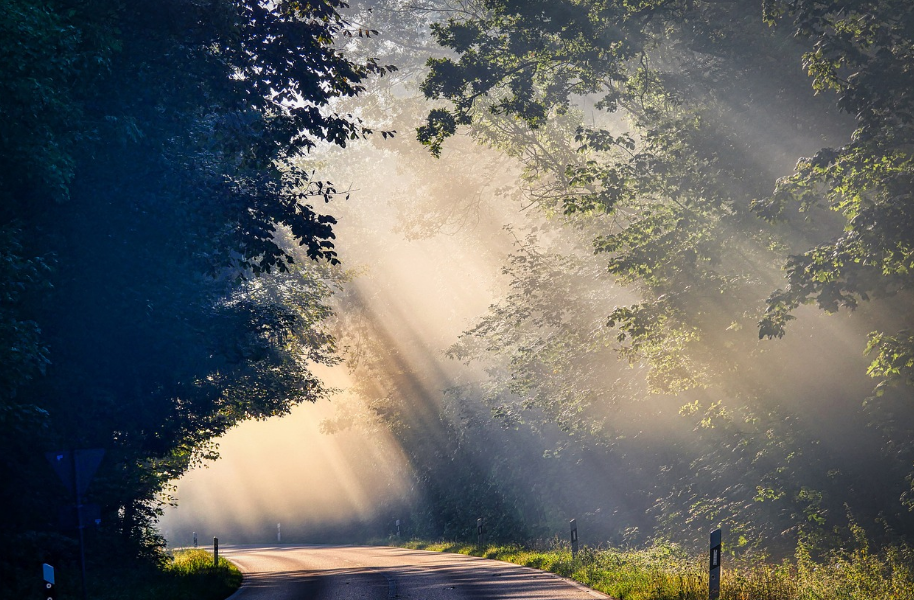 나무 사이로 빛이 들어오는 것을 표현 한 사진