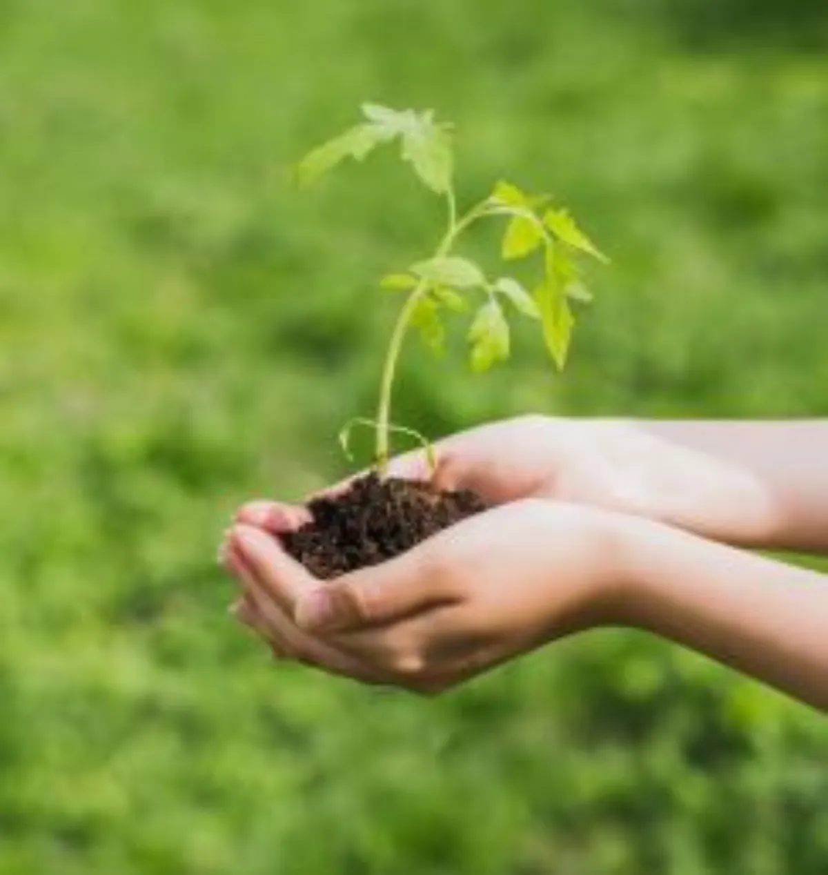 어린 나무 이미지