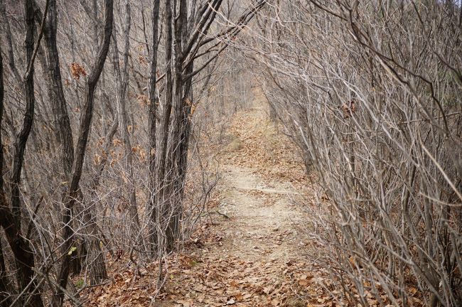 산길에 진달래 군락지, 진달래 잔가지가 무성한 길,