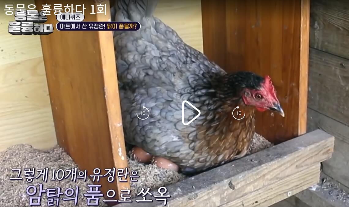 동물은-훌륭하다-동훌륭-1회