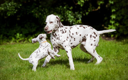 달마시안의 부모 자식.