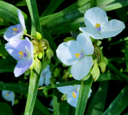 가을에 피는 꽃 자주달개비