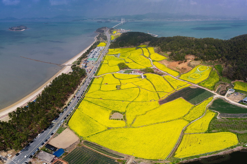 해제 유채꽃 축제
