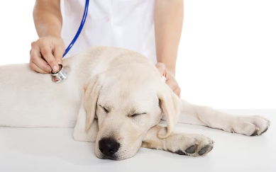 개의 방광염의 원인과 증상.