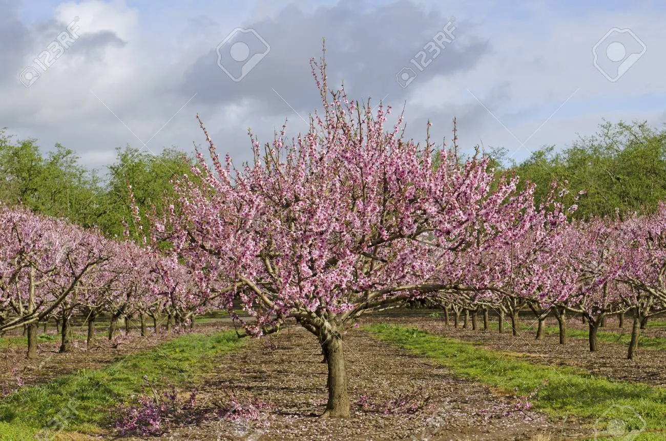 복숭아 나무 한살이 시기_6