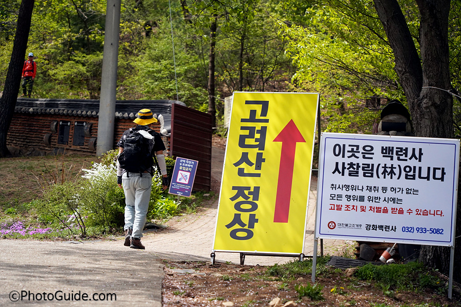 진달래꽃-고려산